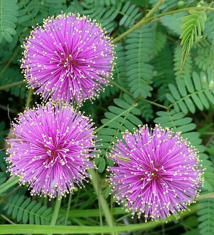 Mimosa