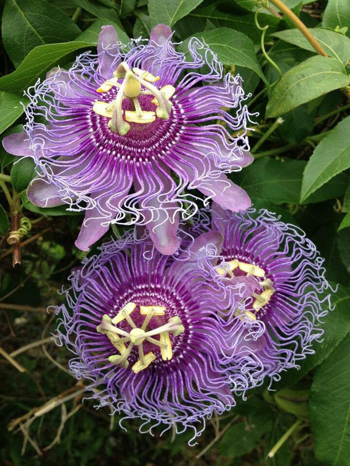 Passionflower