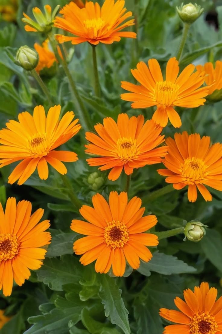 Calendula