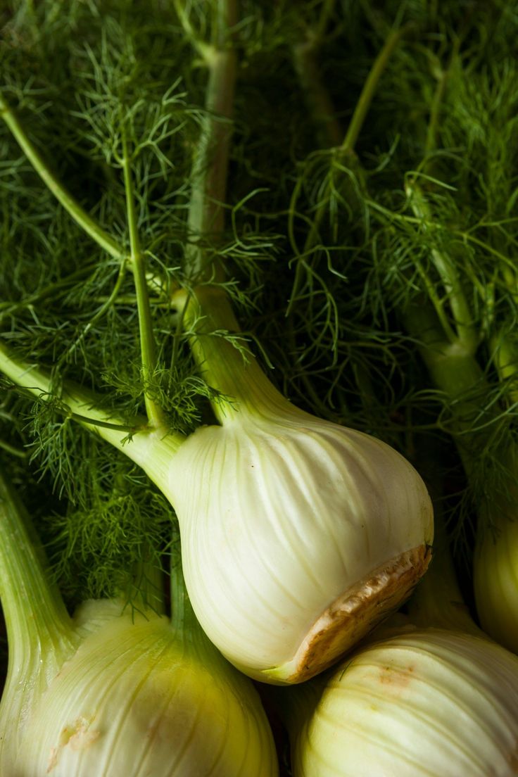Fennel