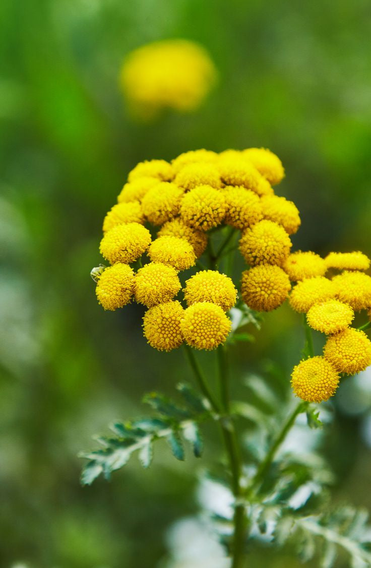 Blue Tansy
