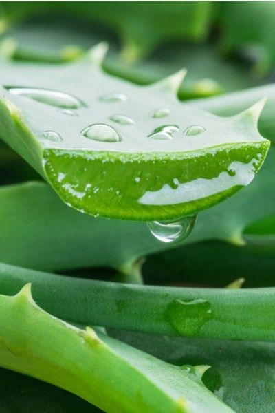 Aloe Vera