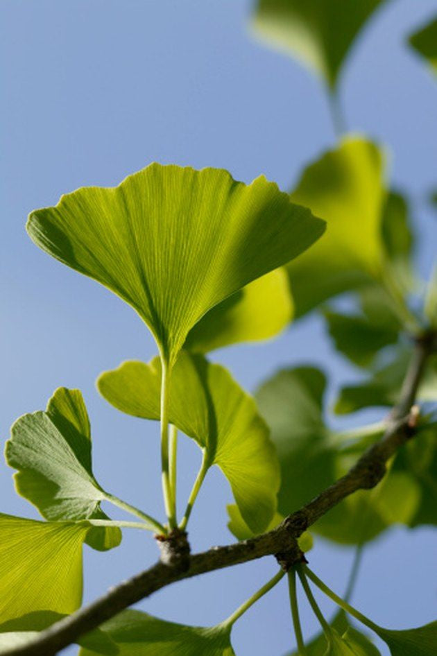 Ginkgo Biloba