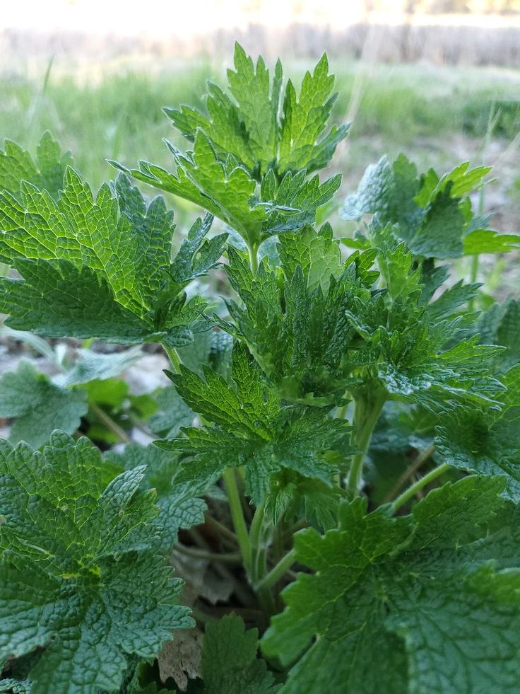 Motherwort