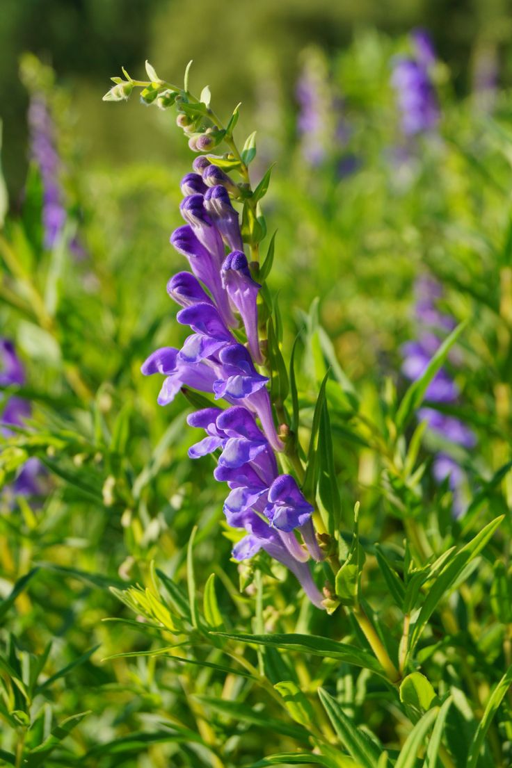 Skullcap