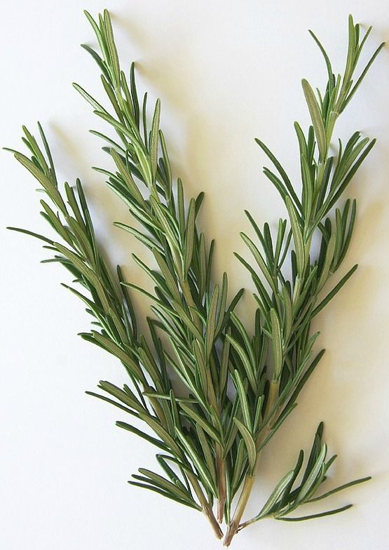 Rosemary